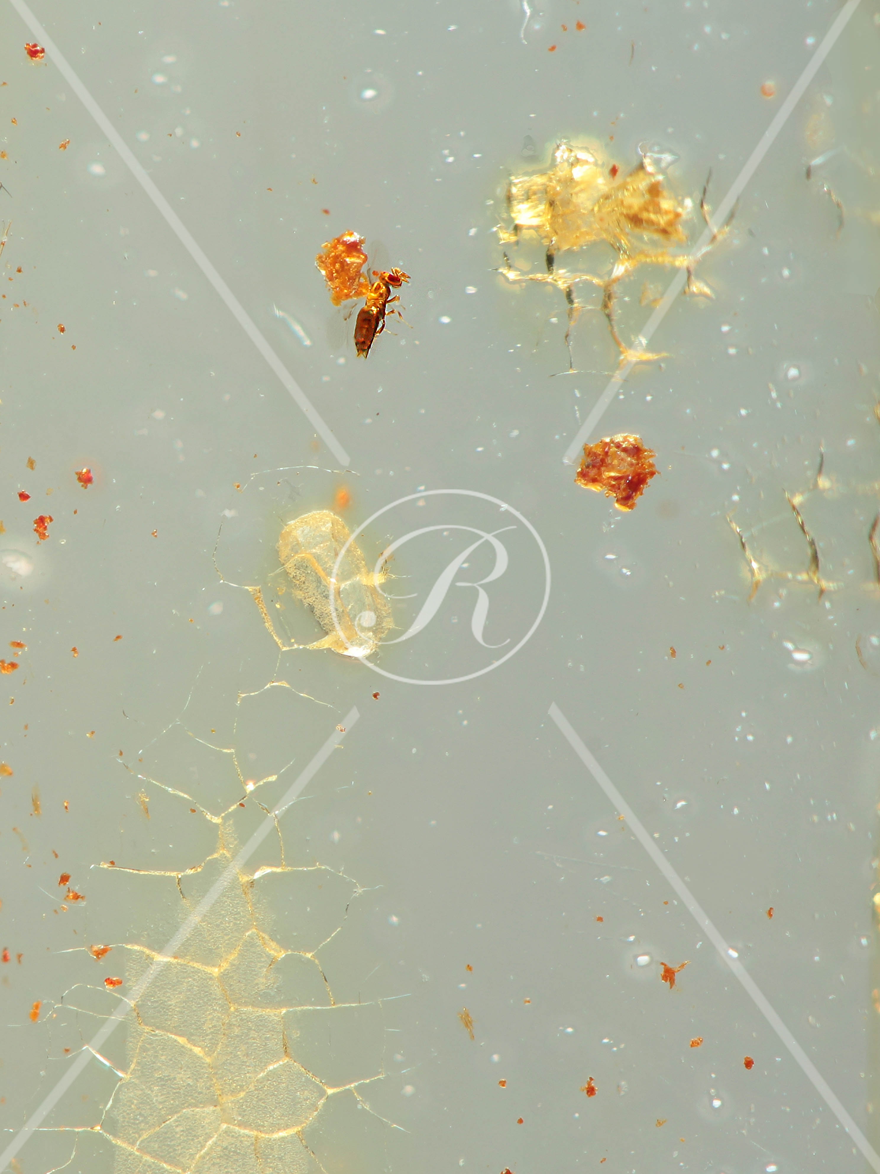 Watermark_209_N136  .jpg